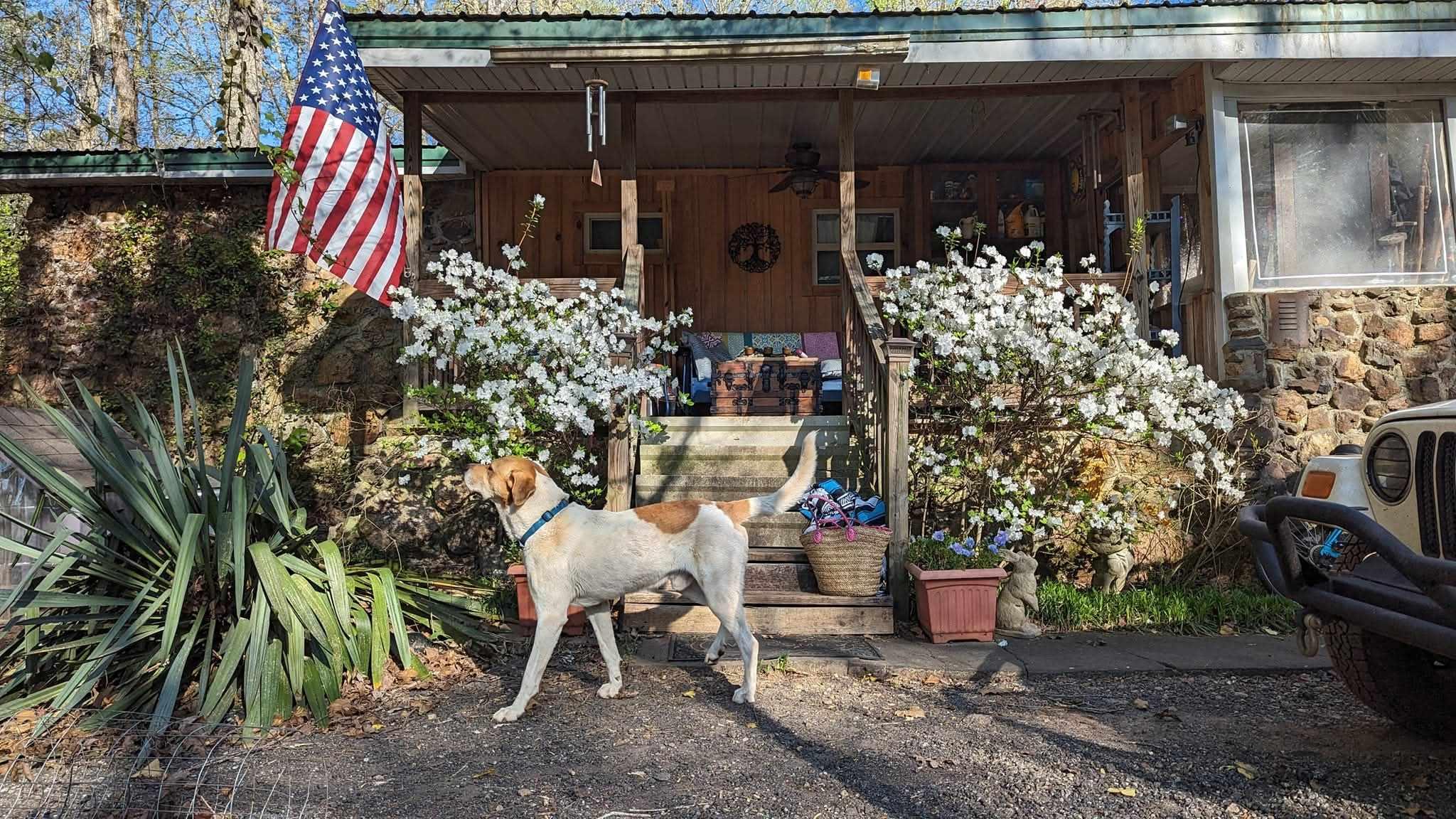 Enlarge Sweet Boy, an adopted mixed breed in Milner, GA image 3/4