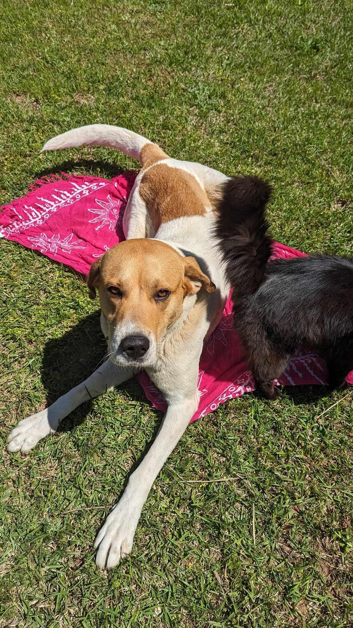 Enlarge Sweet Boy, an adopted mixed breed in Milner, GA image 2/4