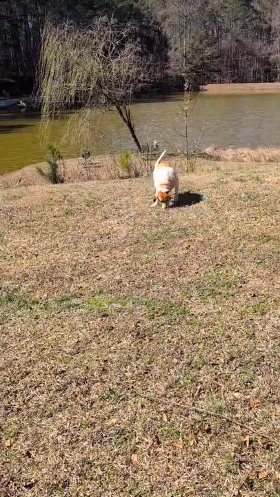 Enlarge Sweet Boy, an adopted mixed breed in Milner, GA video 4/4
