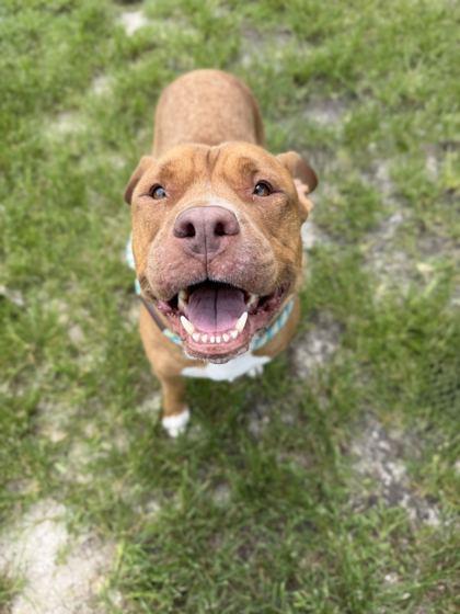 Elanor - 2, Adoptable, Adult Female Fox Terrier & Mixed Breed.