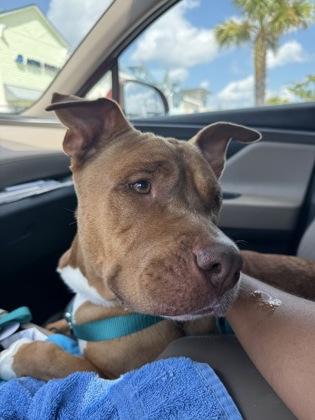 Enlarge Elanor - 2, a Adoptable mixed breed in Daytona Beach, FL image 2/3