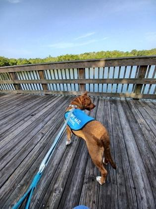Enlarge Elanor - 2, a Adoptable mixed breed in Daytona Beach, FL image 3/3