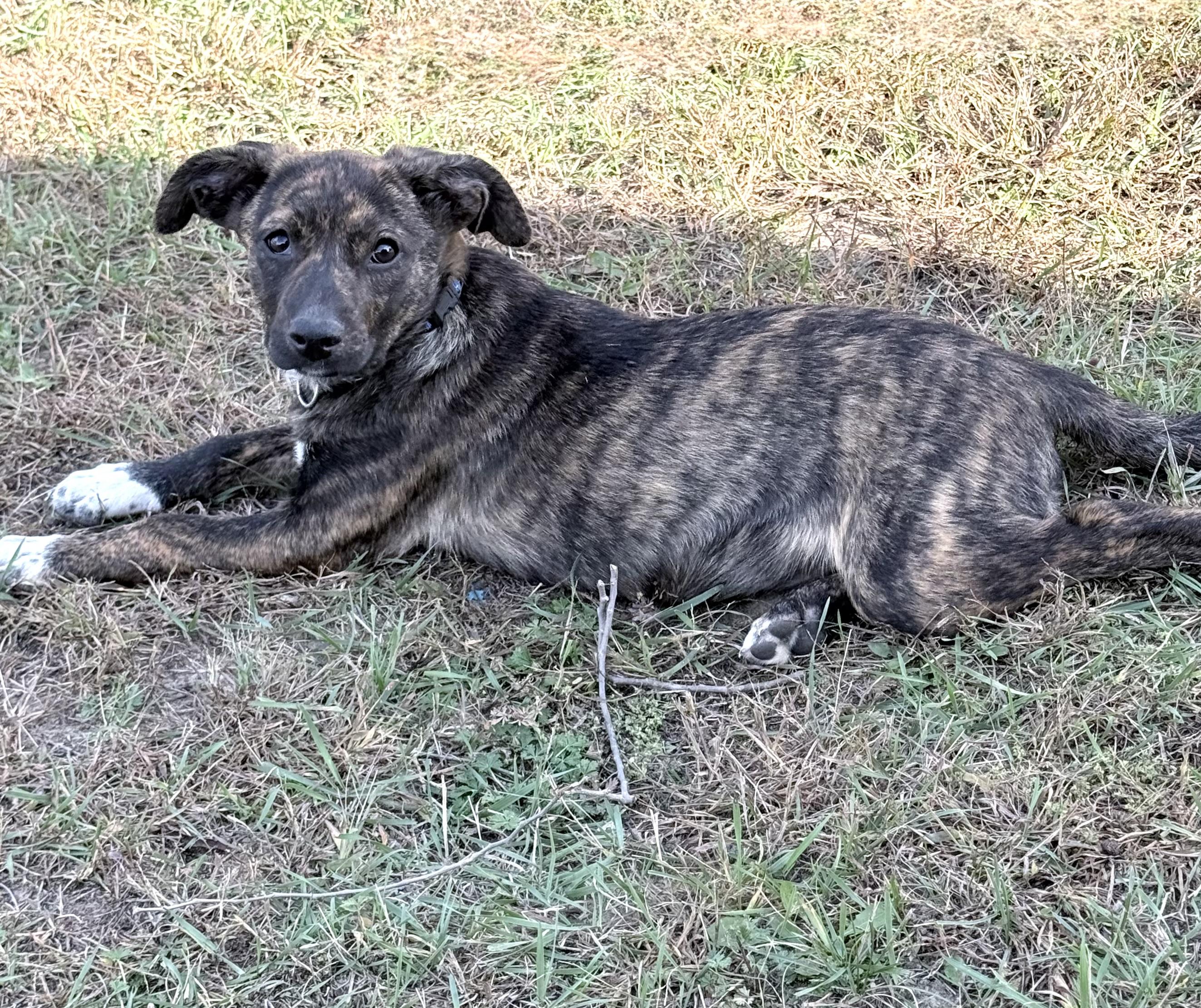 Enlarge Emeprev (Little girl), a Adoptable mixed breed in South Saint Paul, MN image 6/6