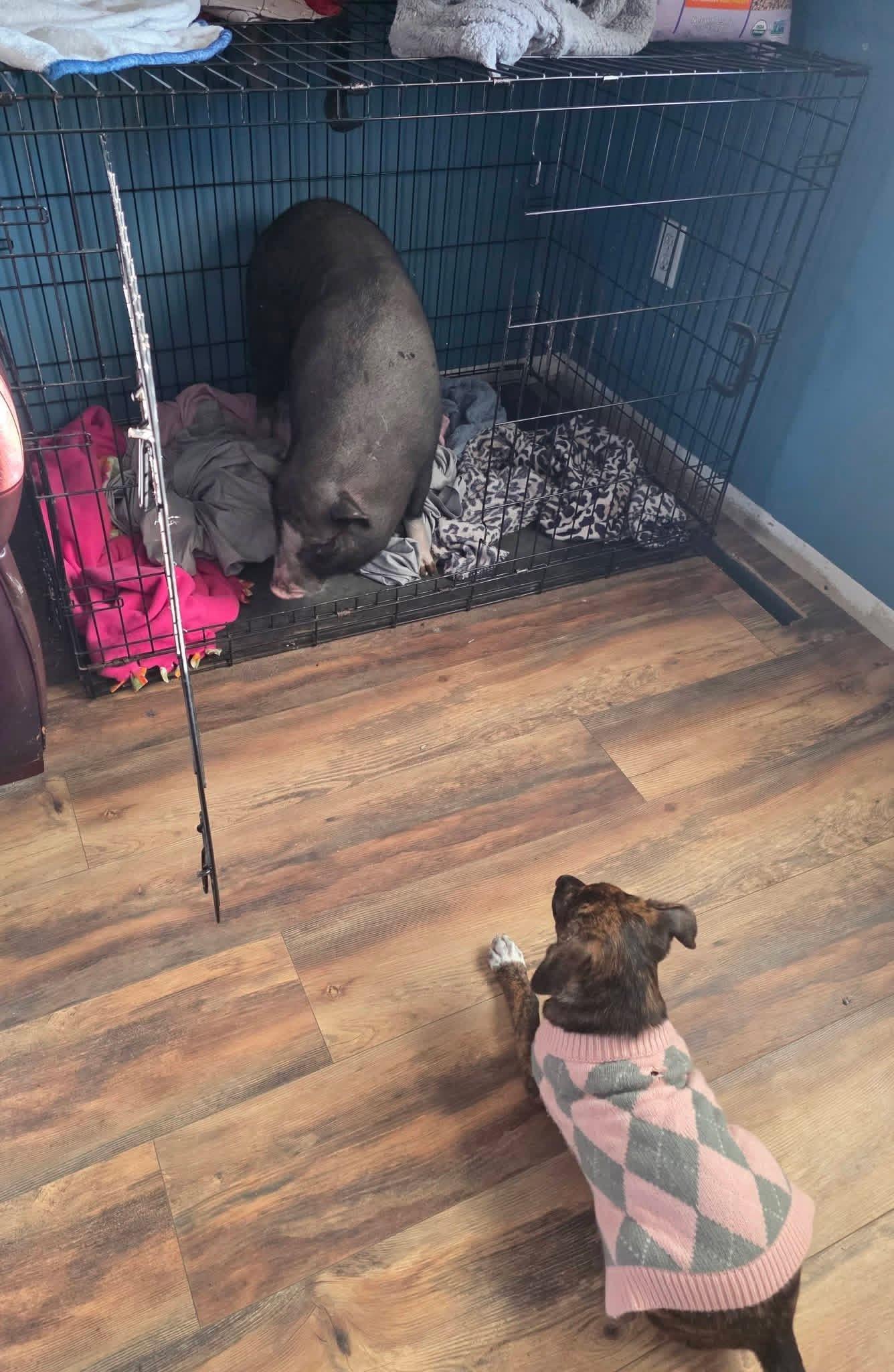 Enlarge Emeprev (Little girl), a Adoptable mixed breed in South Saint Paul, MN image 5/5