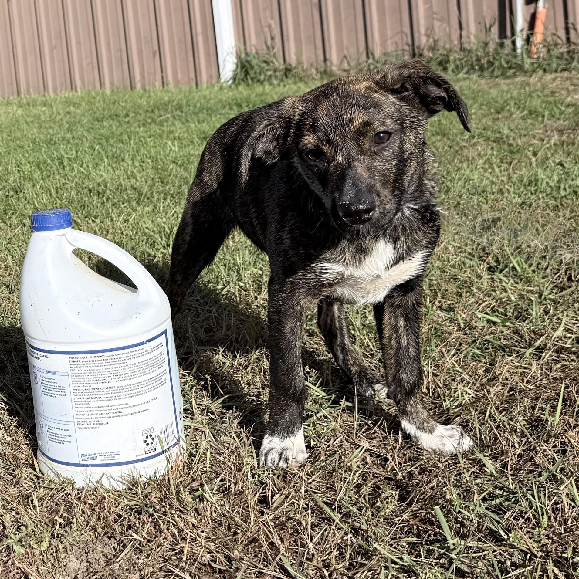 Enlarge Emeprev (Little girl), a Adoptable mixed breed in South Saint Paul, MN image 1/6