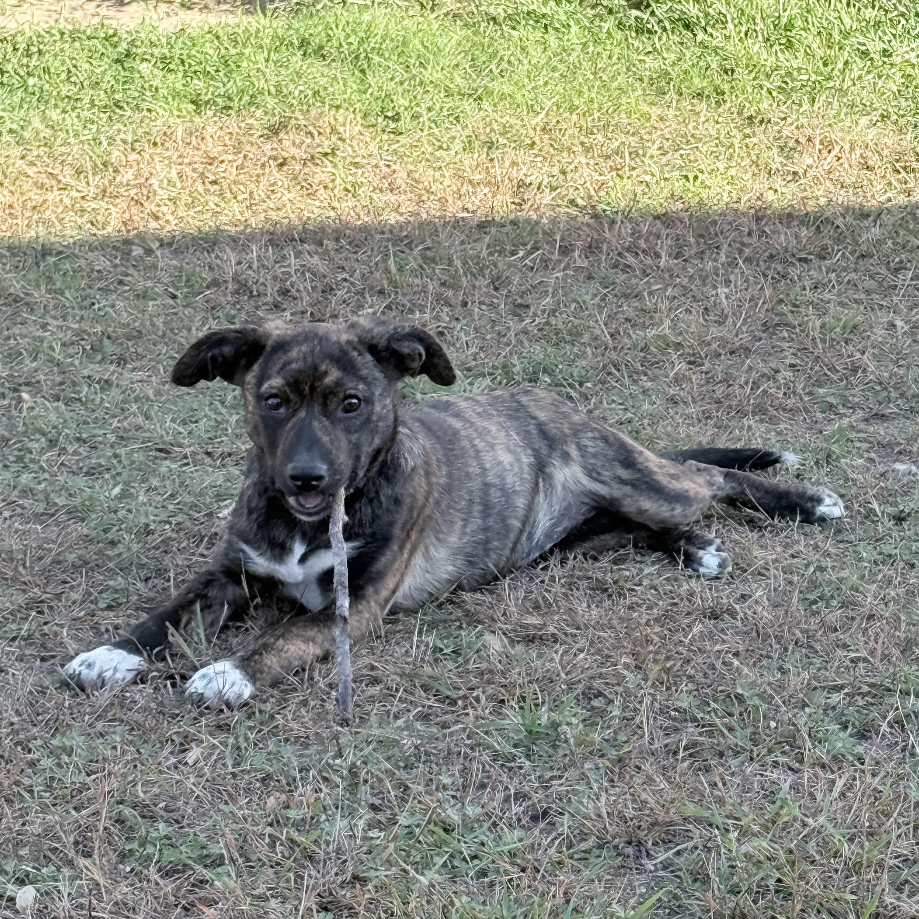 Emmy (Emeprev), Adoptable, Puppy Female French Bulldog & Chihuahua.