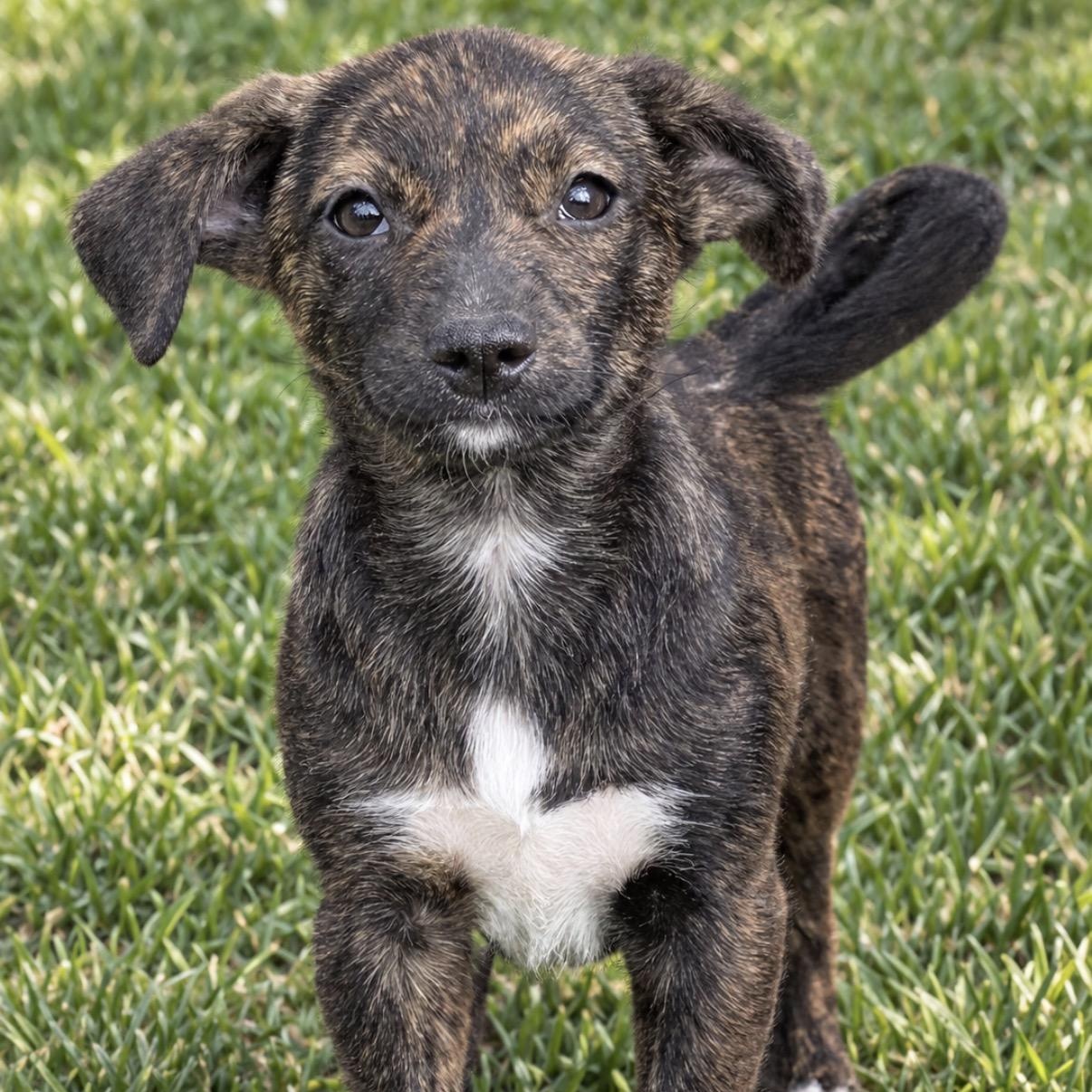 Emeprev (8 pounds), Adoptable, Puppy Female Chihuahua & French Bulldog.