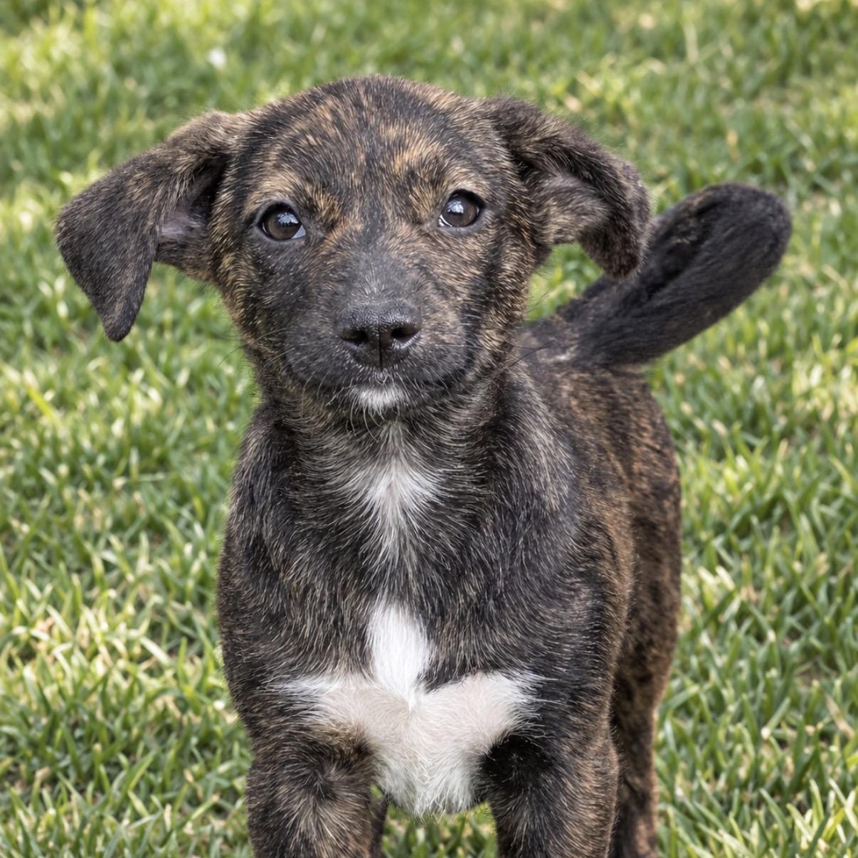 Enlarge Emeprev (Little girl), a Adoptable mixed breed in South Saint Paul, MN image 1/5