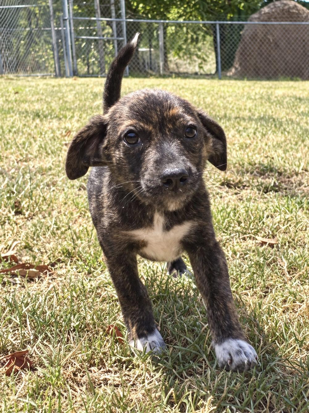 Enlarge Emeprev (8 pounds), a Adoptable mixed breed in South Saint Paul, MN image 2/3