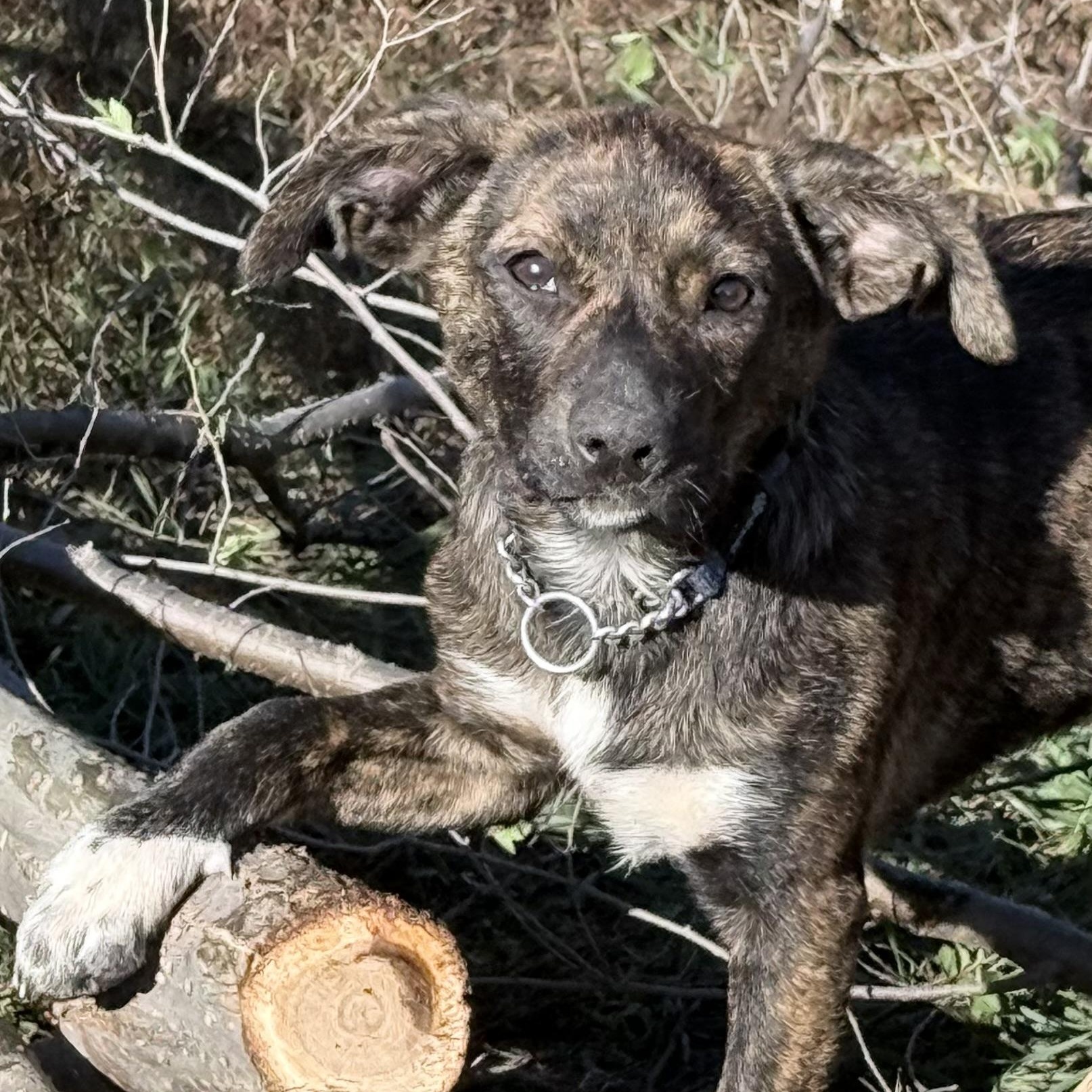 Enlarge Emeprev (Little girl), a Adoptable mixed breed in South Saint Paul, MN image 2/6