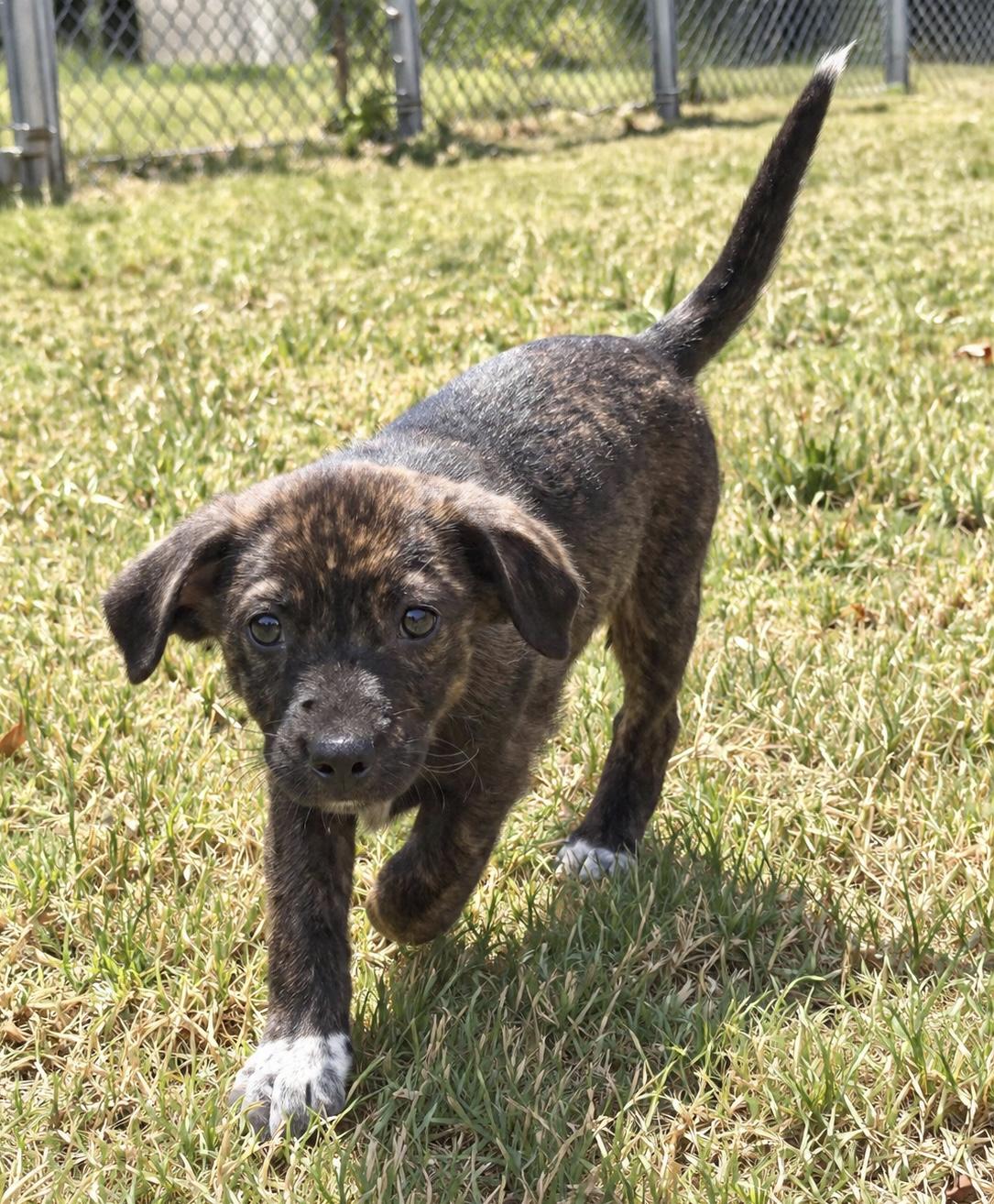Enlarge Emeprev (8 pounds), a Adoptable mixed breed in South Saint Paul, MN image 3/3