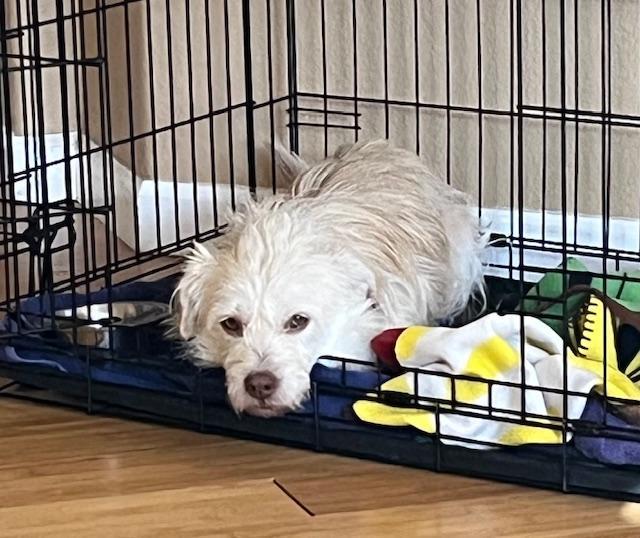 Enlarge Ollie, a ADOPTABLE mixed breed in Littleton, CO image 3/5