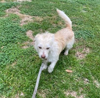 Ollie, ADOPTABLE, Adult Male Cairn Terrier.