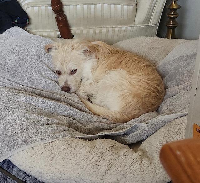 Enlarge Ollie, a ADOPTABLE mixed breed in Littleton, CO image 4/5