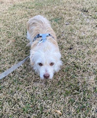 Enlarge Ollie, a ADOPTABLE mixed breed in Littleton, CO image 5/5