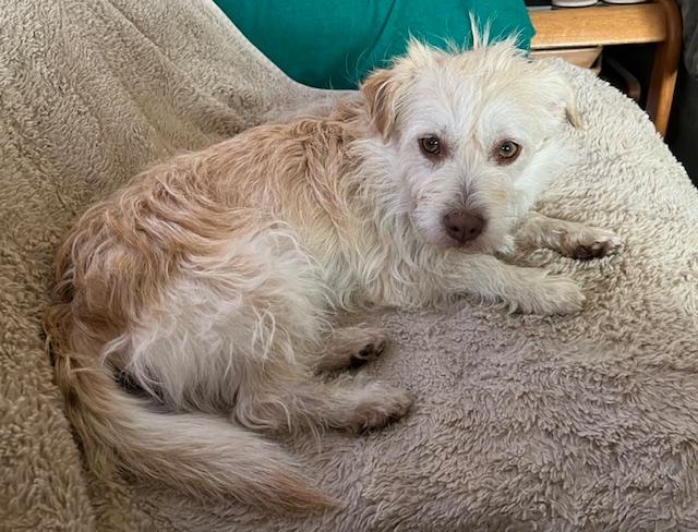 Enlarge Ollie, a ADOPTABLE mixed breed in Littleton, CO image 2/5