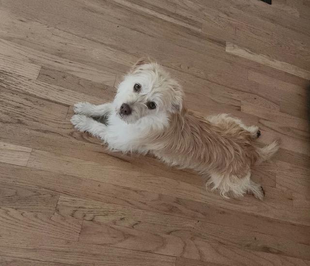 Ollie, ADOPTABLE, Adult Male Cairn Terrier.