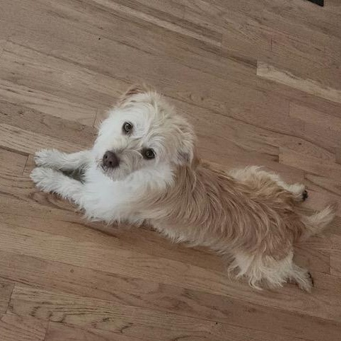 Enlarge Ollie, a ADOPTABLE mixed breed in Littleton, CO image 1/5