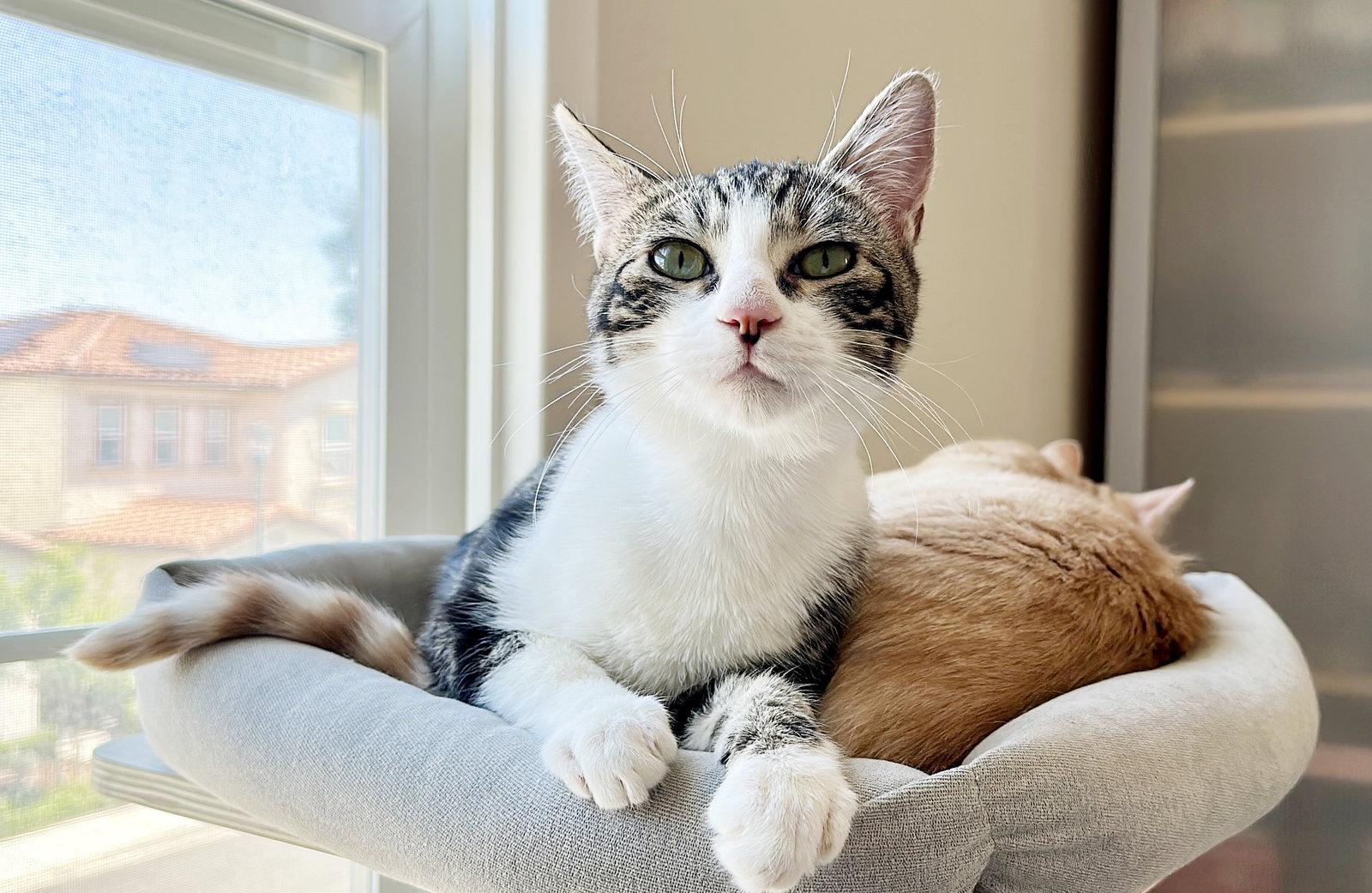 Reindeer, a Adoptable Tabby in Alameda, CA image 1/3