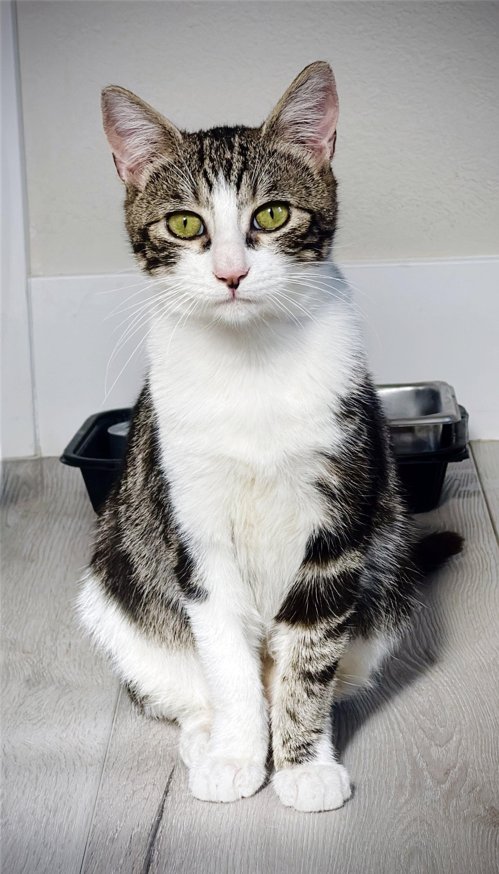 Reindeer, a Adoptable Tabby in Alameda, CA image 3/3