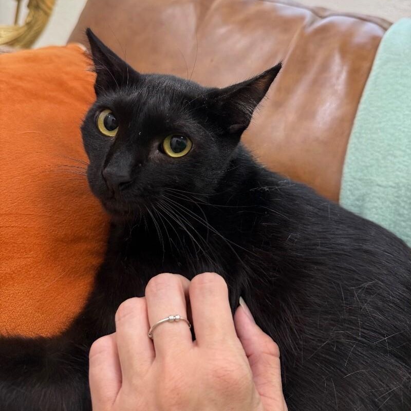 Jack Simpson — thumbnail 3