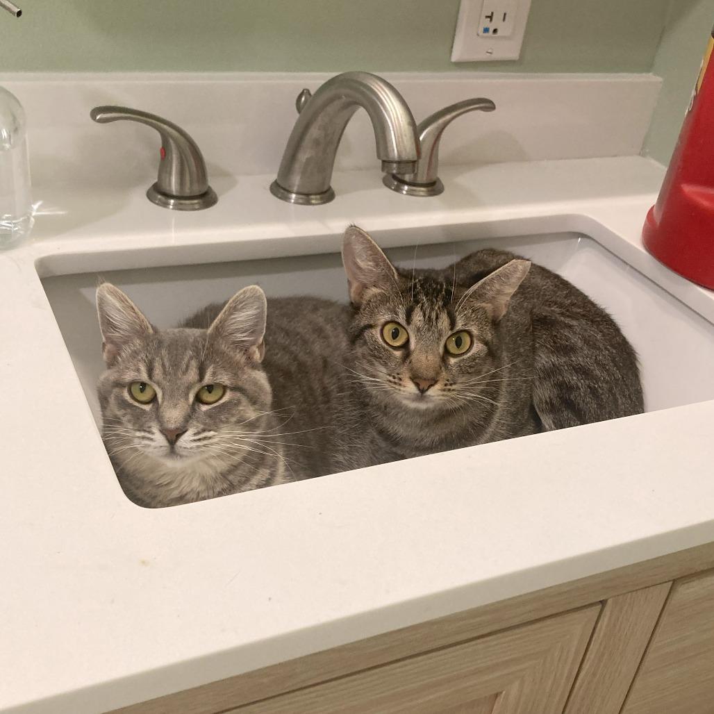 Enlarge Brooke, a Adoptable Domestic Short Hair in Gibsonia, PA image 1/6