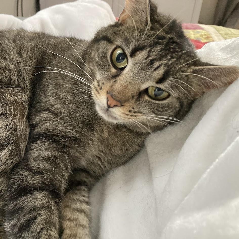 Brooke, a Adoptable Domestic Short Hair in Gibsonia, PA image 2/6