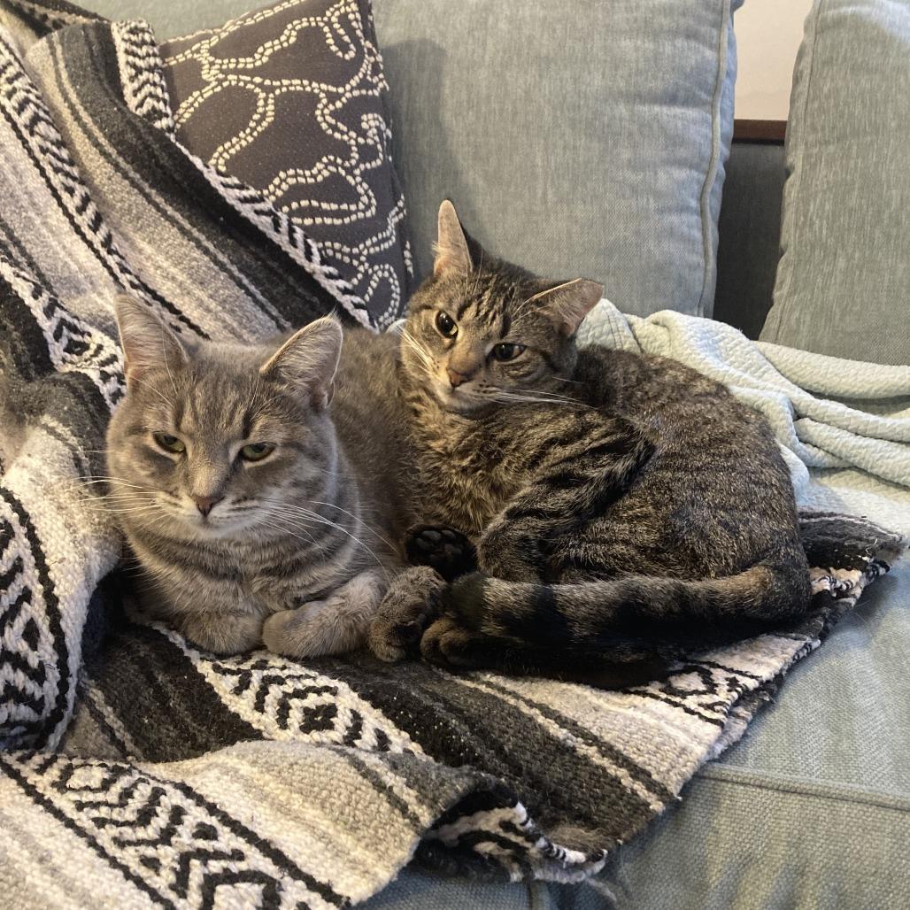 Enlarge Brooke, a Adoptable Domestic Short Hair in Gibsonia, PA image 2/6