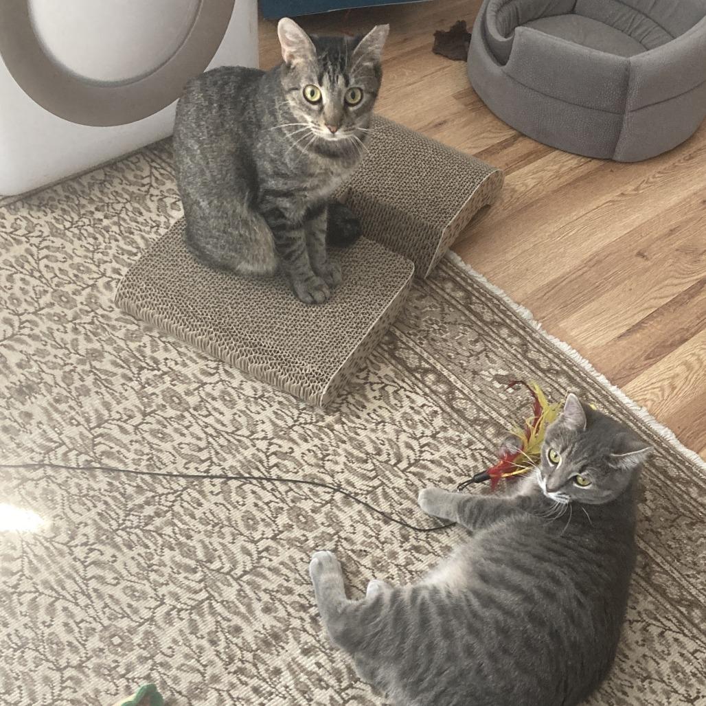 Enlarge Brooke, a Adoptable Domestic Short Hair in Gibsonia, PA image 3/6