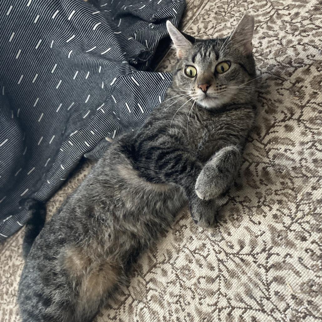 Enlarge Brooke, a Adoptable Domestic Short Hair in Gibsonia, PA image 4/6