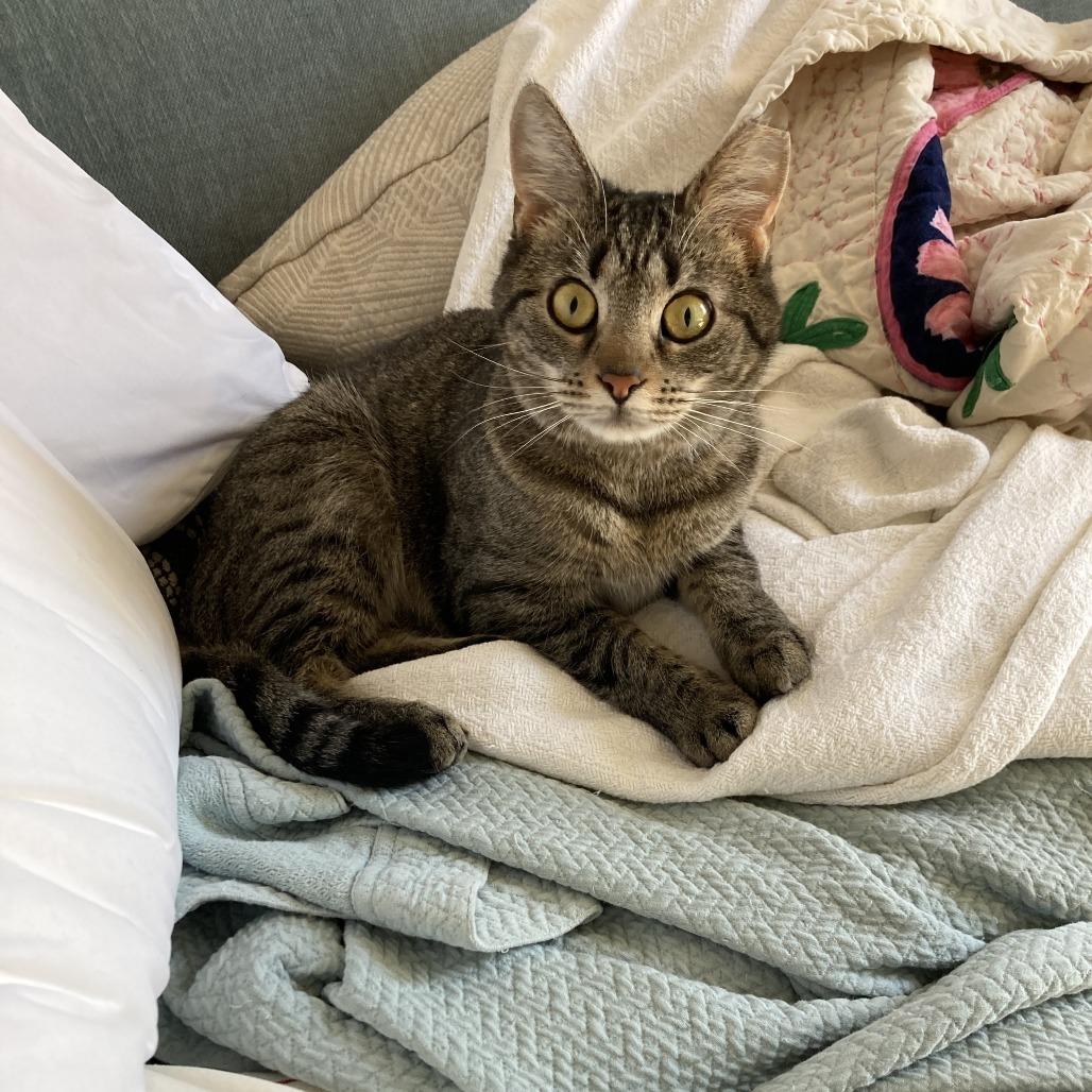 Enlarge Brooke, a Adoptable Domestic Short Hair in Gibsonia, PA image 5/6