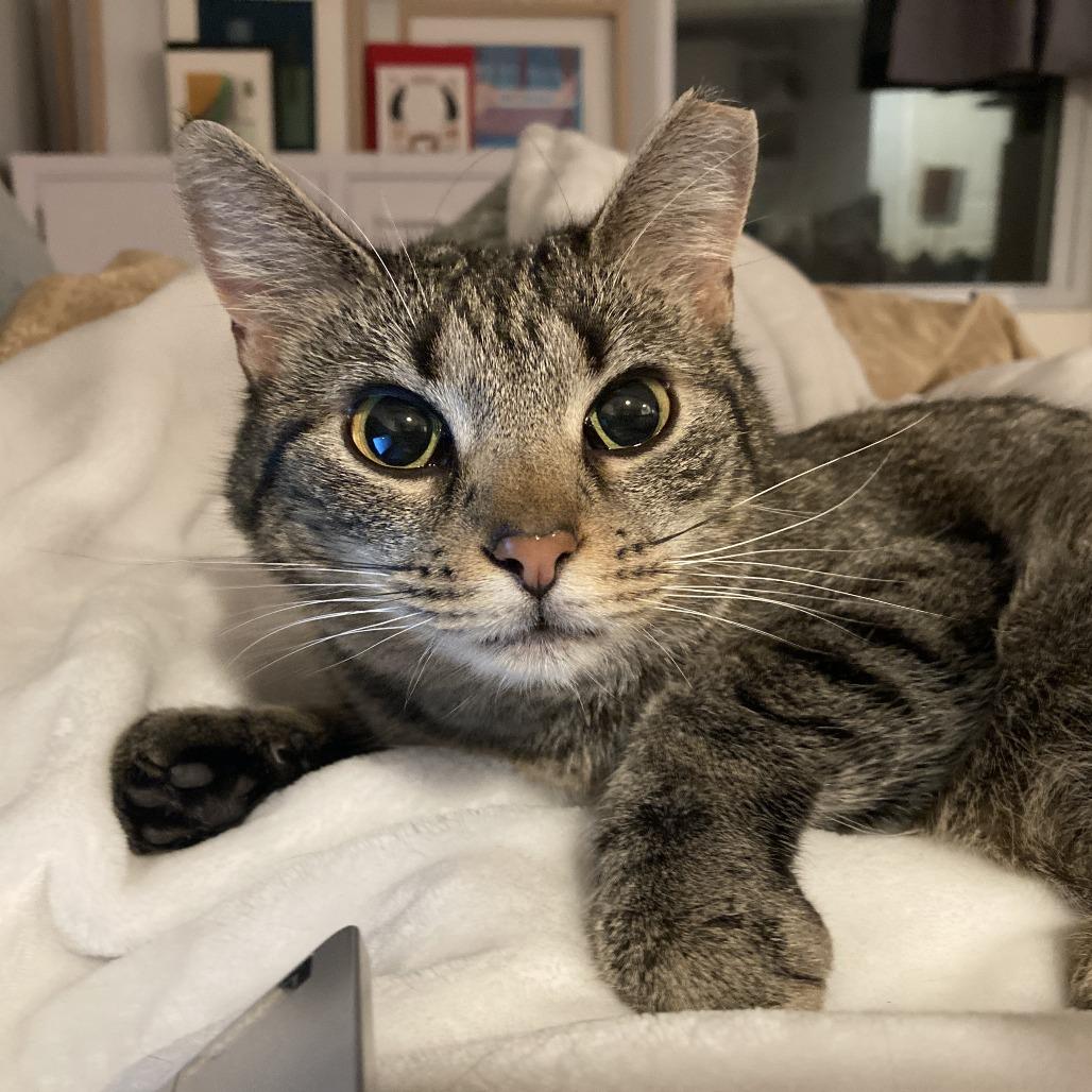 Brooke, a Adoptable Domestic Short Hair in Gibsonia, PA image 5/6