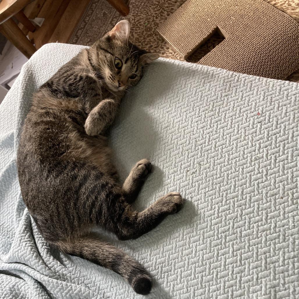 Enlarge Brooke, a Adoptable Domestic Short Hair in Gibsonia, PA image 6/6