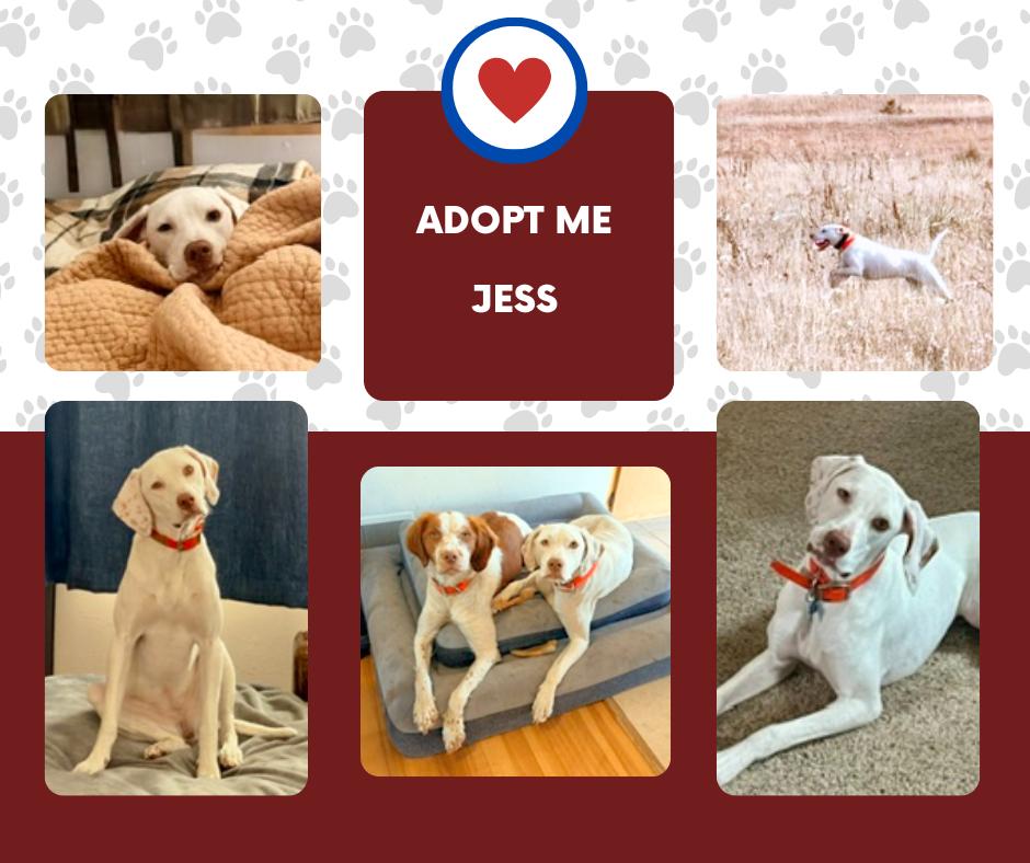Jess (KS), ADOPTABLE, Young Female English Pointer.