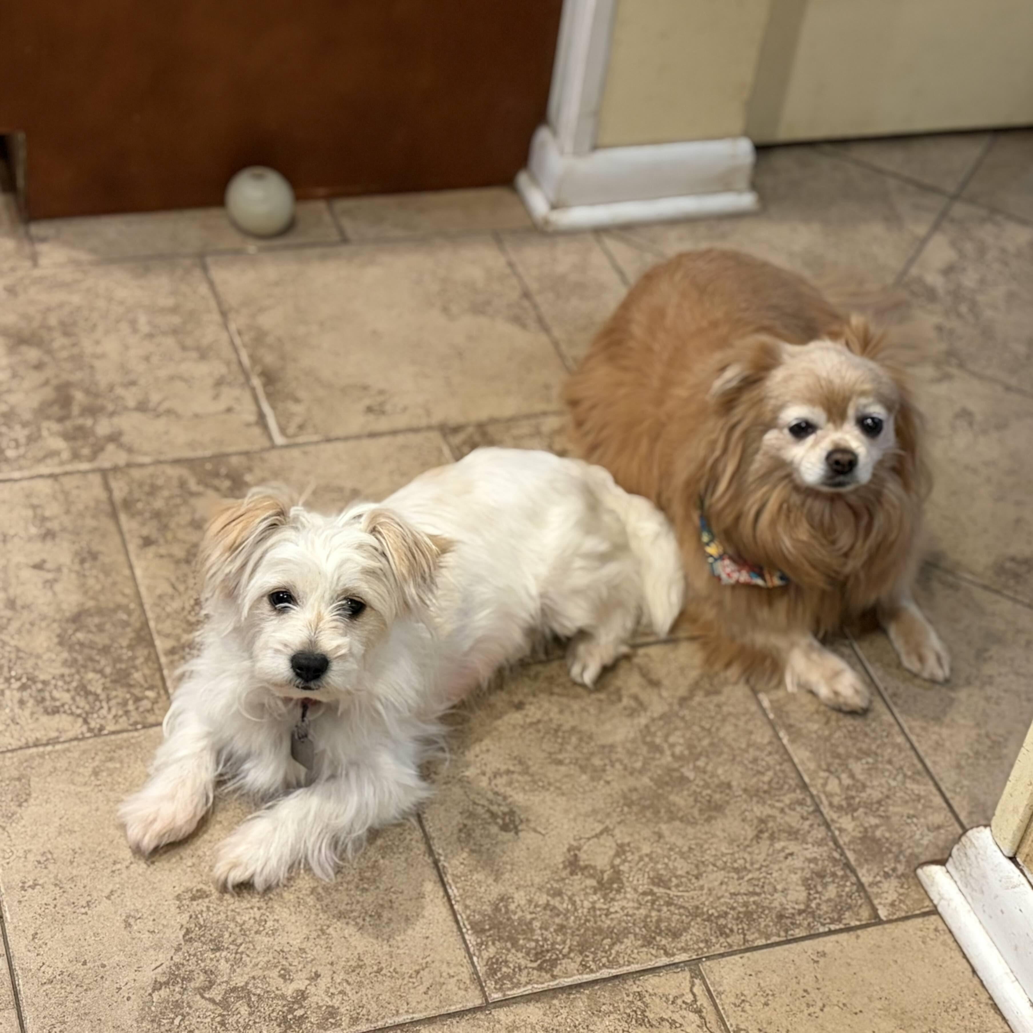 Enlarge Mim, an adopted mixed breed in Rensselaer, NY image 4/5