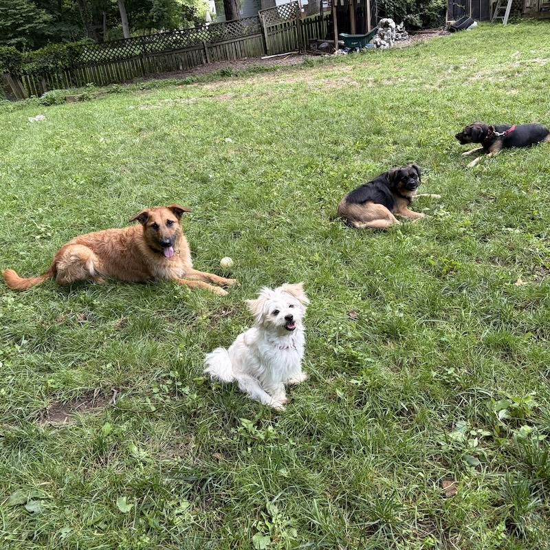 Mim, an adopted mixed breed in Rensselaer, NY image 6/6