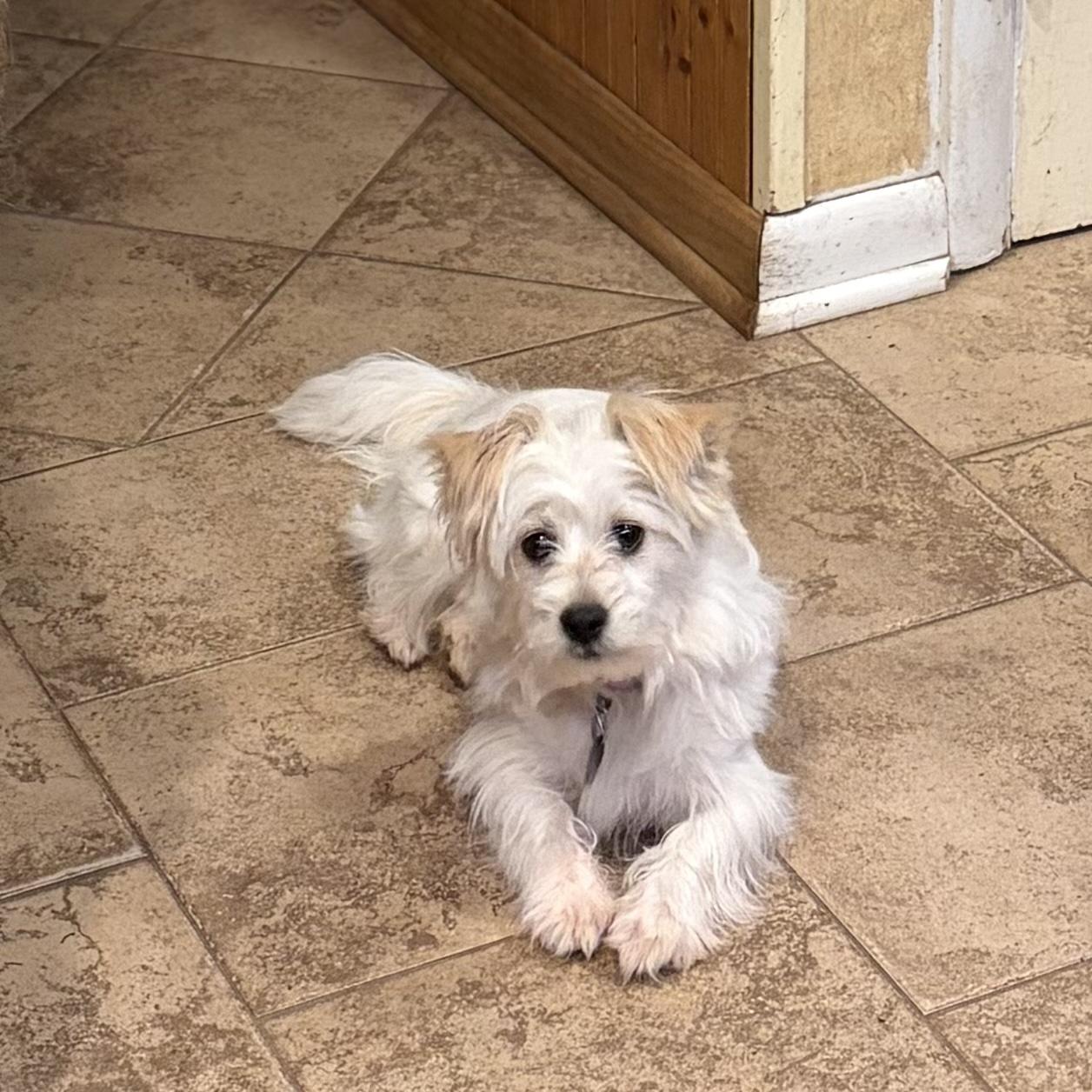 Enlarge Mim, an adopted mixed breed in Rensselaer, NY image 1/5