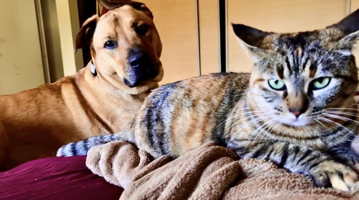 Enlarge Oatmeal Cookie**Video**, an adopted American Shorthair in Pasadena, CA image 5/6