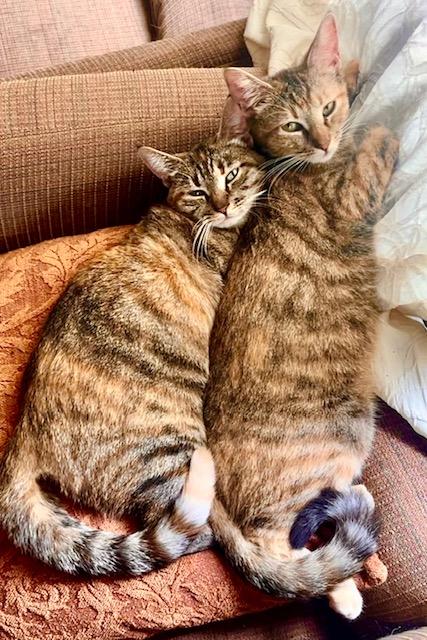 Oatmeal Cookie**Video**, adopted, Young Female American Shorthair.