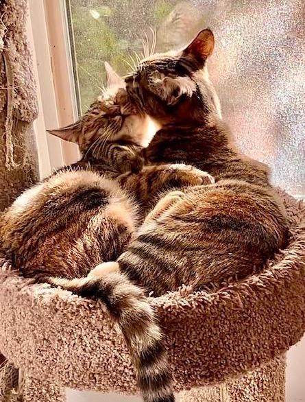 Oatmeal Cookie**Video**, a Adoptable American Shorthair in Pasadena, CA image 3/6