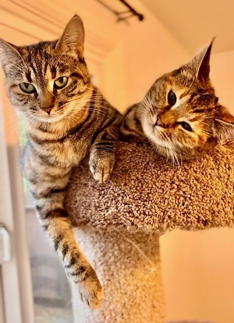 Oatmeal Cookie**Video**, Adoptable, Young Female American Shorthair.