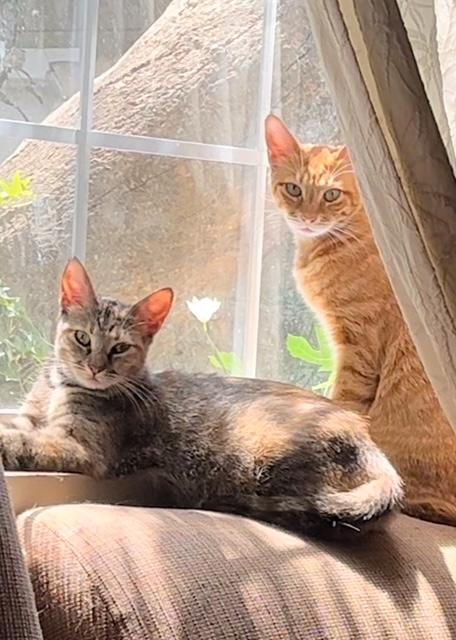 Oatmeal Cookie**Video**, a Adoptable American Shorthair in Pasadena, CA image 5/6