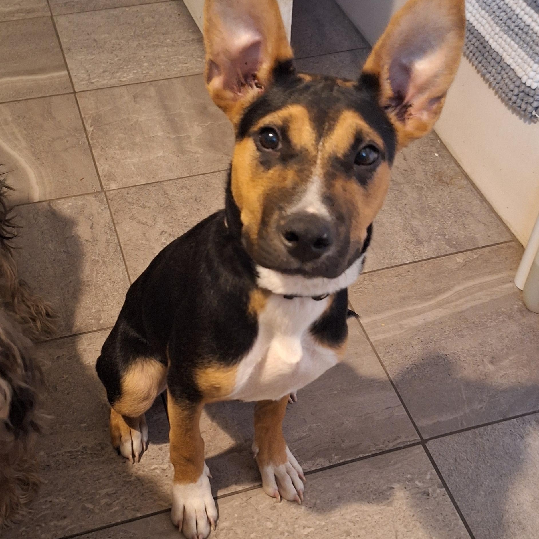 Enlarge Izzy, a Adopted mixed breed in Mobile , AL image 2/6