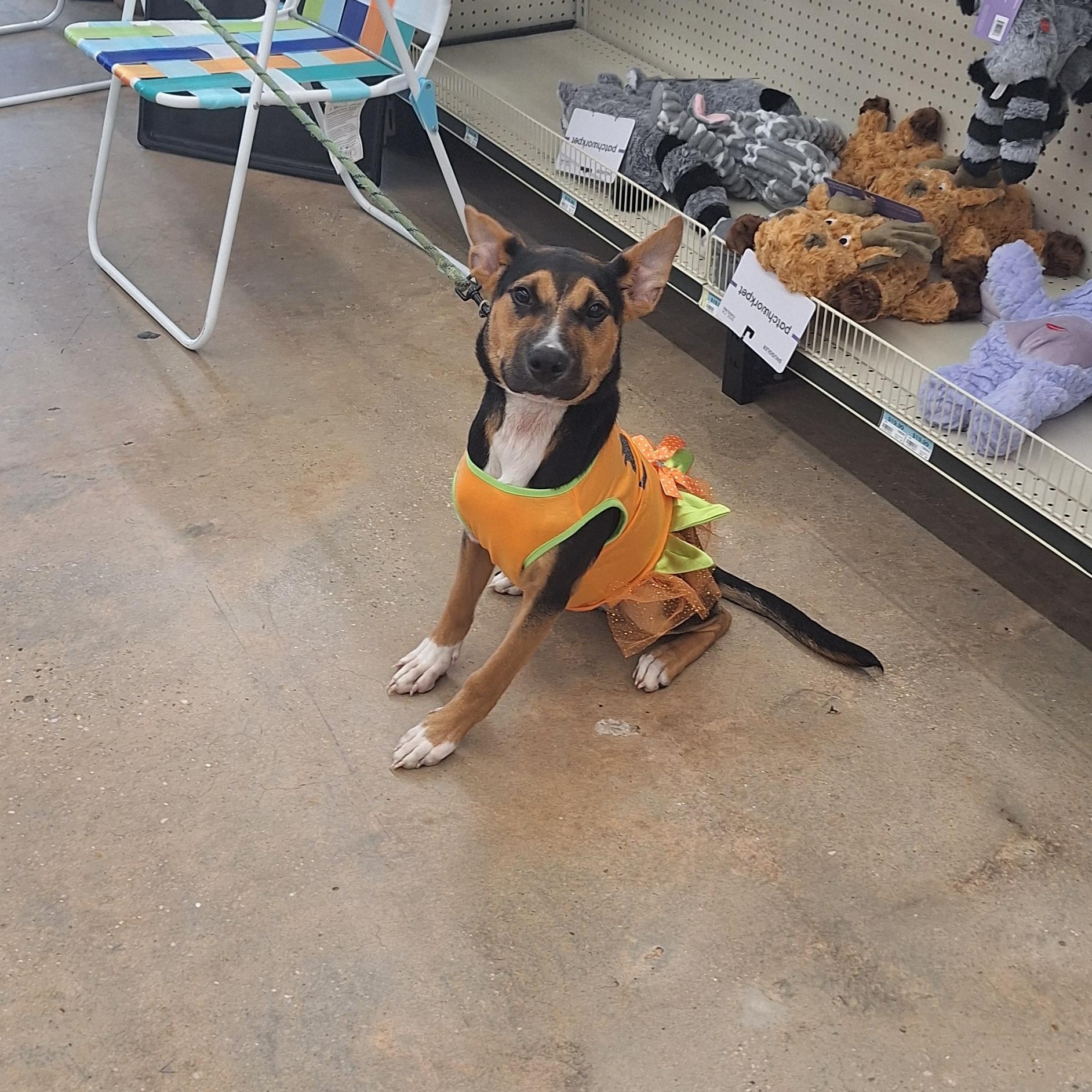 Enlarge Izzy, a Adopted mixed breed in Mobile , AL image 4/6