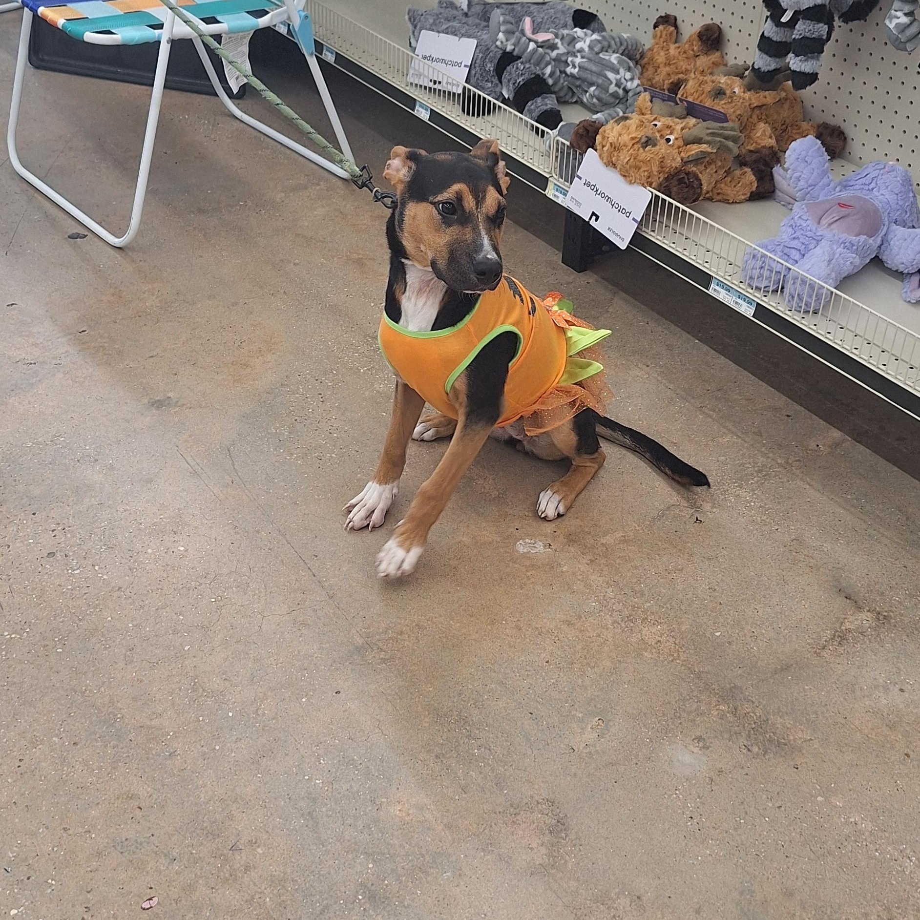 Enlarge Izzy, a Adopted mixed breed in Mobile , AL image 5/6