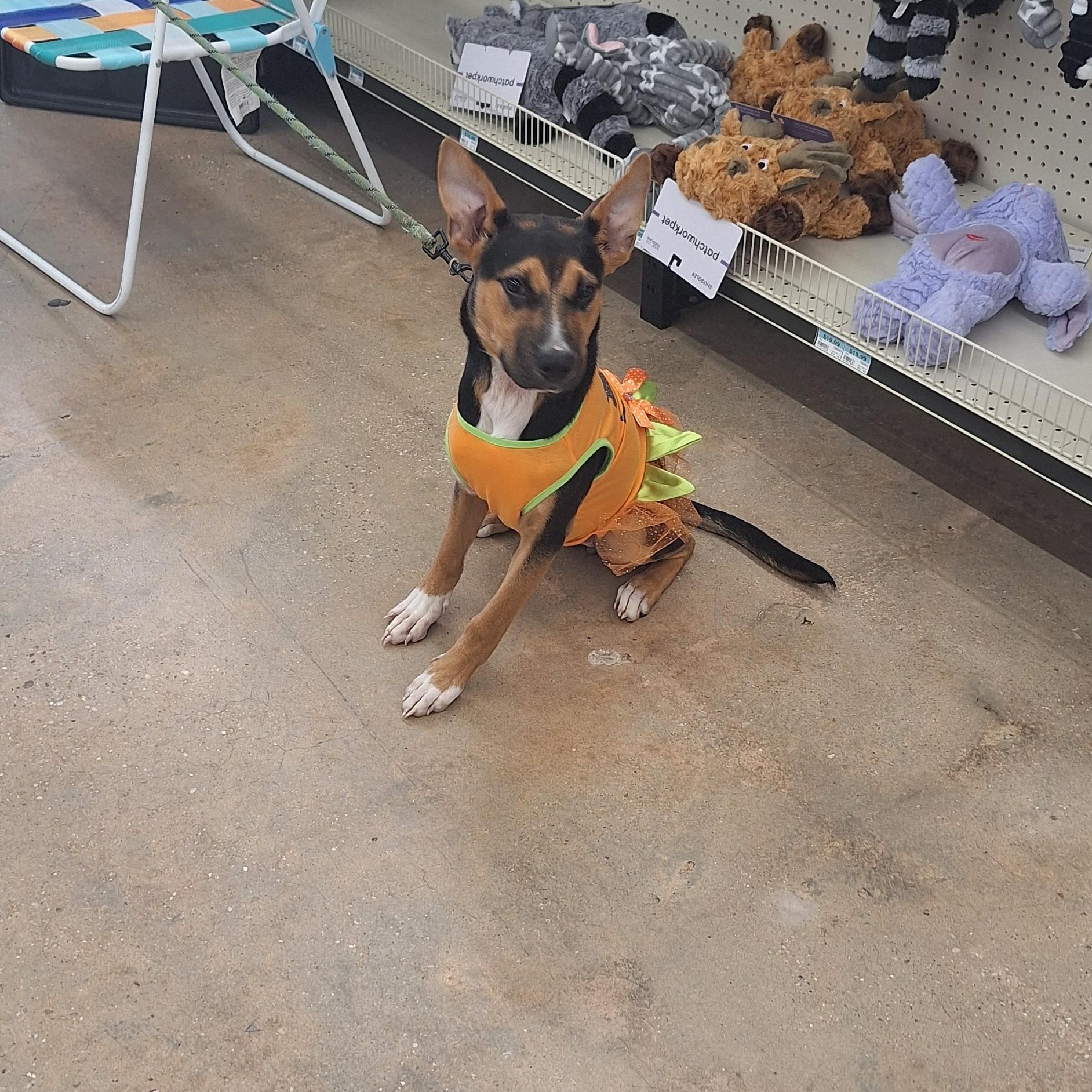 Enlarge Izzy, a Adopted mixed breed in Mobile , AL image 3/6