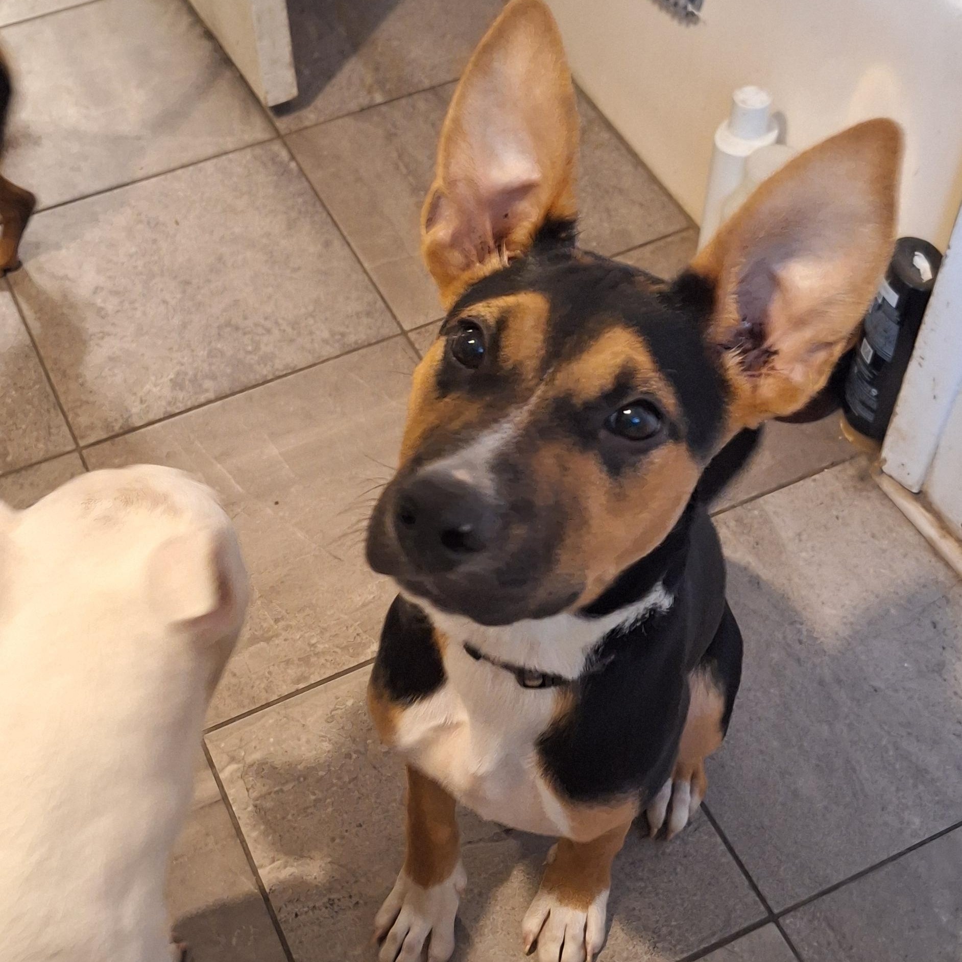 Enlarge Izzy, a Adopted mixed breed in Mobile , AL image 1/6