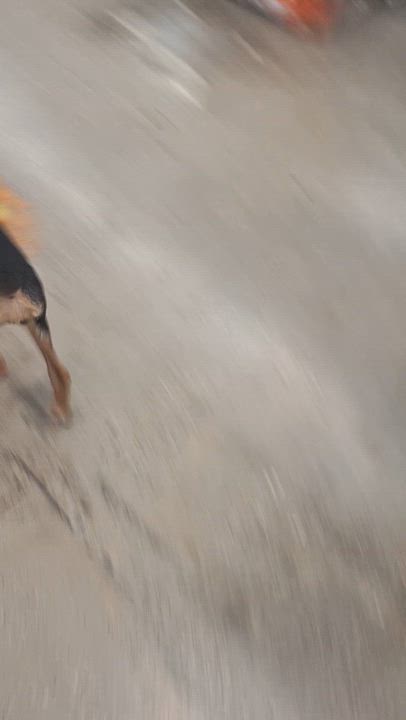 Enlarge Izzy, a Adopted mixed breed in Mobile , AL video 6/6