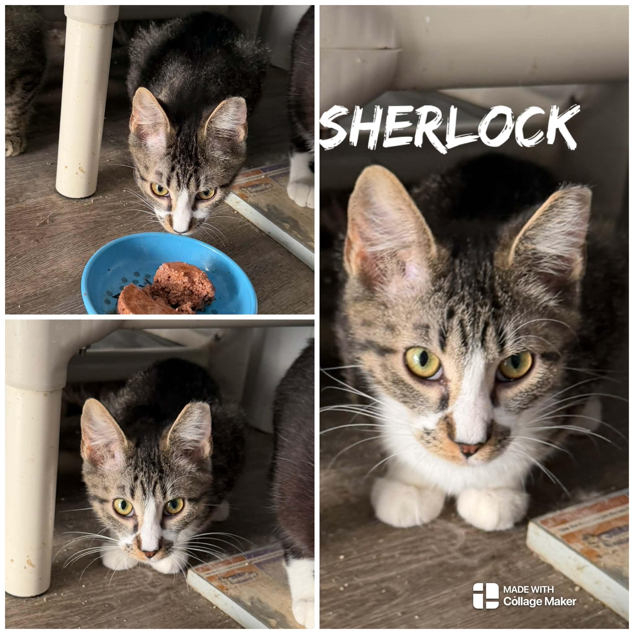 Sherlock, ADOPTABLE, Young Male Domestic Short Hair.