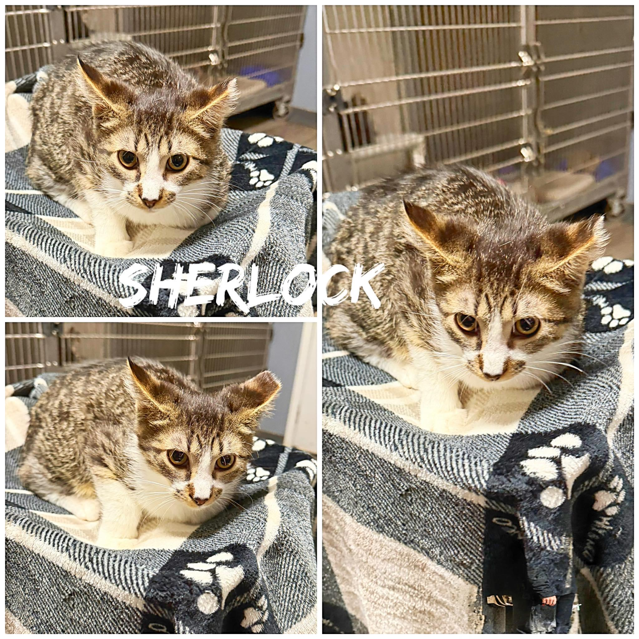 Sherlock, ADOPTABLE, Young Male Domestic Short Hair.
